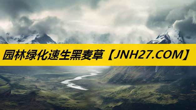 园林绿化速生黑麦草