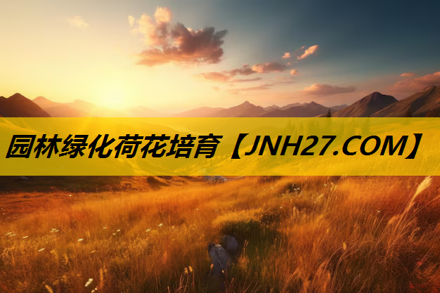 园林绿化荷花培育