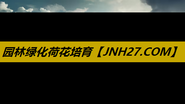 园林绿化荷花培育