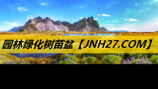 园林绿化树苗盆