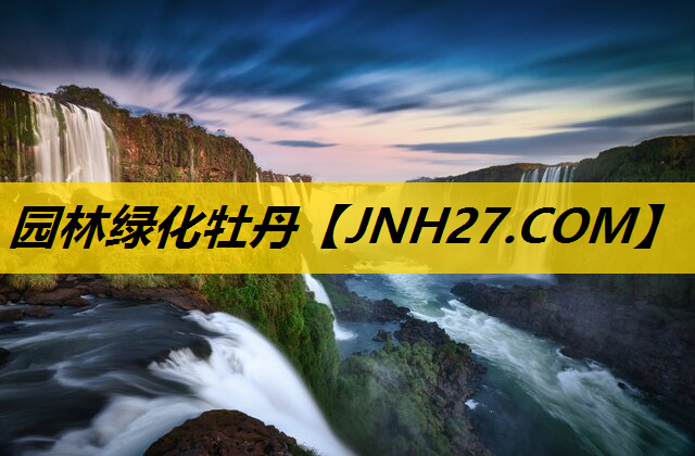 园林绿化牡丹